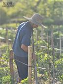 广东省,茂名市,高州市,泗水镇,凤塘村