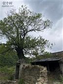 山东省,潍坊市,安丘市,柘山镇,槐抱榆村