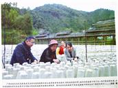 广西,桂林市,龙胜县,龙胜镇,平野村