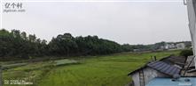 湖北省,黄冈市,麻城市,黄土岗镇,张家墩村