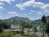 枫林村 