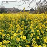 湖北省,宜昌市,枝江市,百里洲镇,新闸村