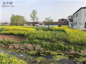 河南省,周口市,郸城县,东风乡,张关庙村