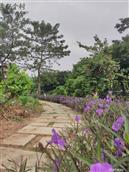 广东省,珠海市,斗门区,白蕉镇,盖山村