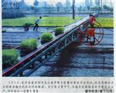 张楼村 张楼村