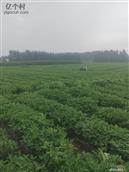山东省,临沂市,莒南县,石莲子镇,东石杭头村