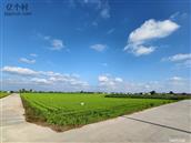 河北省,邯郸市,永年区,曲陌乡,北卷东村