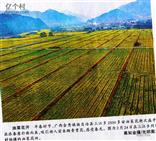 同化村 同化村