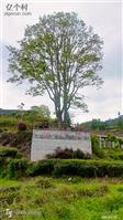 湖北省,宜昌市,兴山县,水月寺镇,晒谷坪村