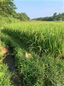 湖南省,永州市,东安县,大江口乡,新麻塘村