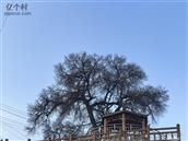 甘肃省,天水市,秦州区,秦岭乡,梨树村