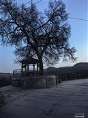 甘肃省,天水市,秦州区,秦岭乡,梨树村