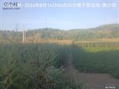 辽宁省,朝阳市,龙城区,半拉山街道,半拉山村