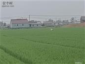 江苏省,盐城市,射阳县,长荡镇,甲侯村