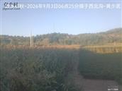 辽宁省,朝阳市,龙城区,半拉山街道,半拉山村