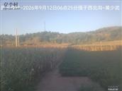 辽宁省,朝阳市,龙城区,半拉山街道,半拉山村