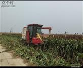 河南省,鹤壁市,浚县,屯子镇,毛门村