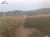 辽宁省,朝阳市,龙城区,半拉山街道,半拉山村