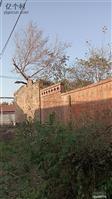 河北省,廊坊市,安次区,调河头乡,洛驼庄三村