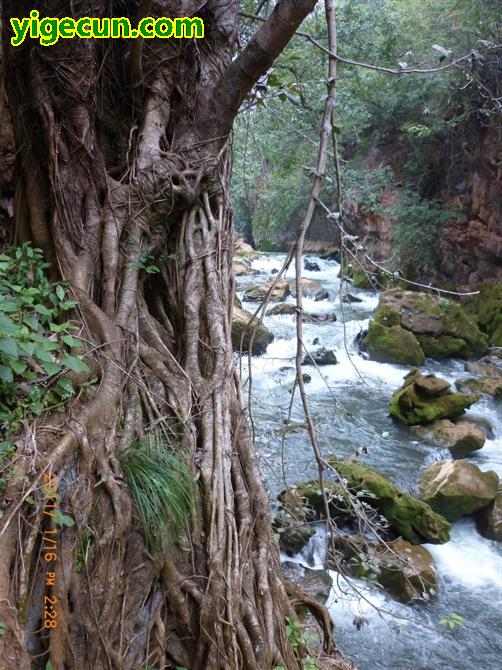 云南麻栗树,麻栗树苗图片,麻栗树_大山谷图库