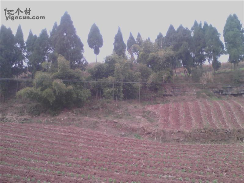 图片_四川省内江市资中县狮子镇廖家寺村