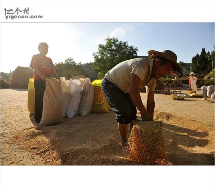 河北省石家庄市晋州市小樵镇彭召村