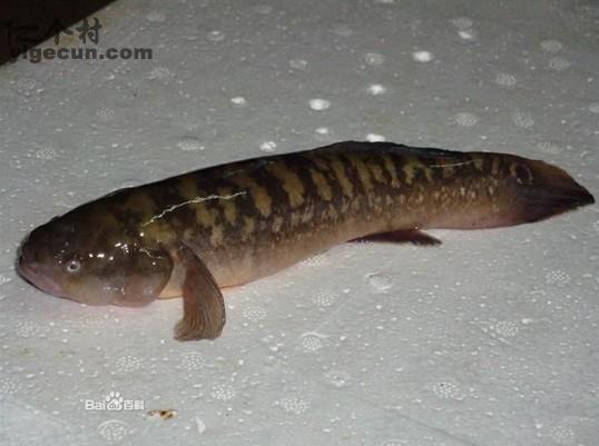 图片_浙江省温州市乐清市虹桥镇小乌石村