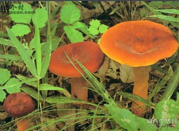 图片_湖南省湘西州永顺县车坪乡红星村