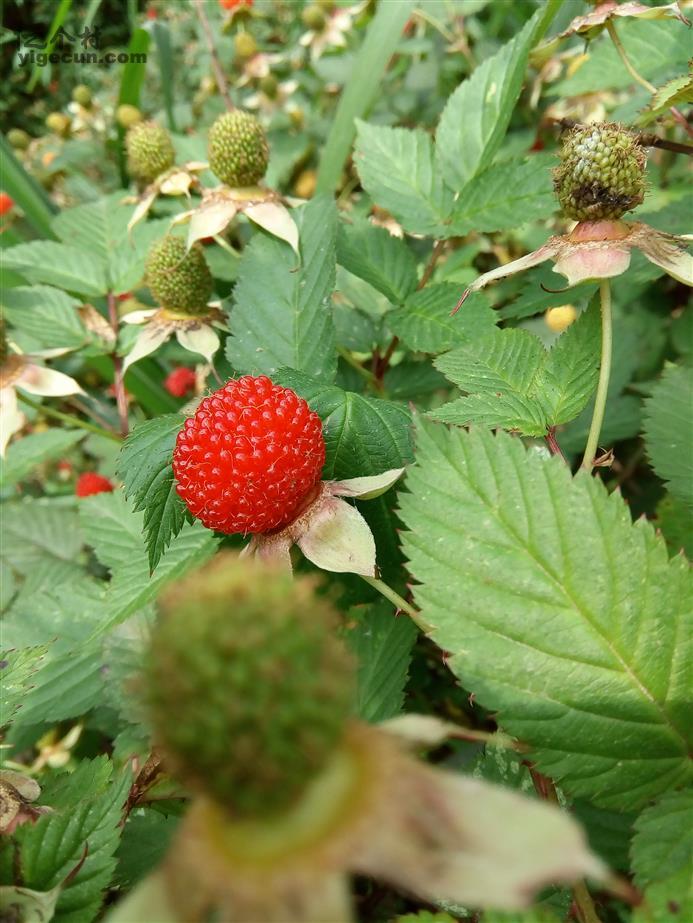 图片说明:野生刺莓