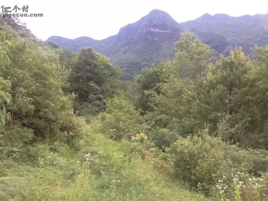 雲南省昭通市彝良縣洛澤河鎮筍葉村圖片