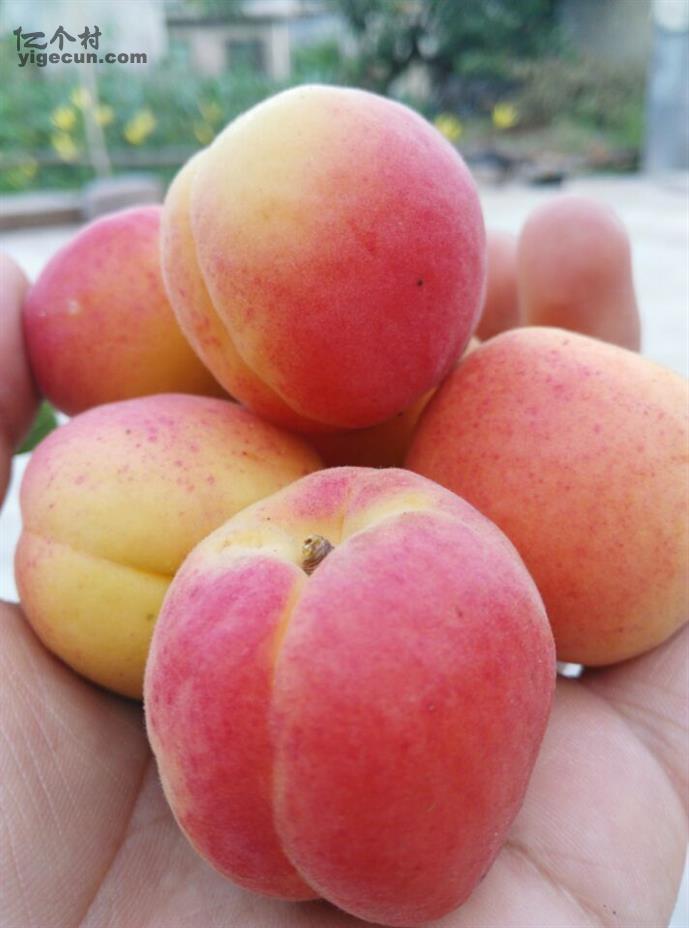 图片说明:陕西省商洛市洛南县保安镇瓦子坪村汪家院子里的杏子