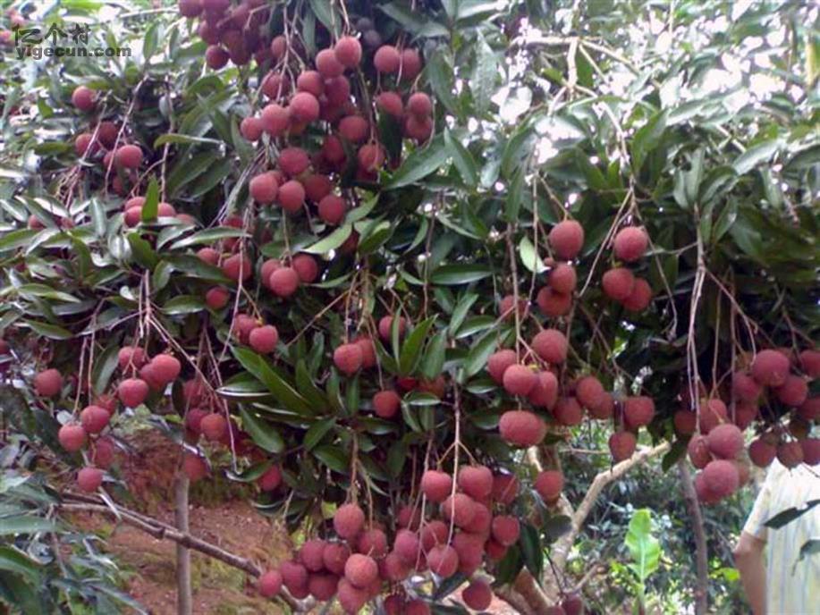 图片_广东省汕尾市陆丰市陂洋镇古寨村