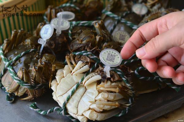 图片说明:五河特产:沱湖螃蟹