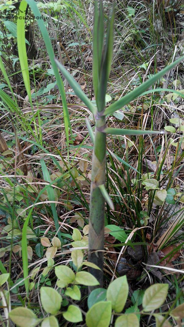 江西省宜春市万载县黄茅镇水源村图片