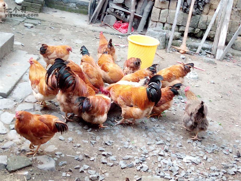 图片_广西梧州市藤县同心镇大梳村