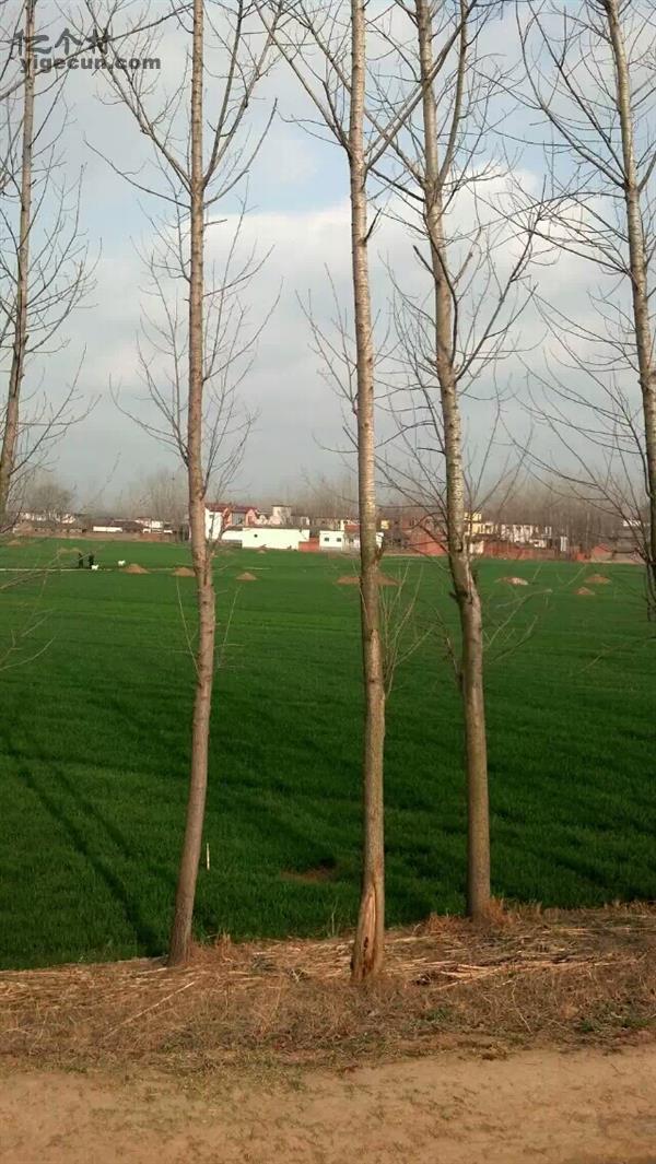 河南省周口市沈丘县大邢庄乡陈埠口村图片