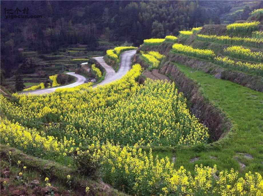 苏坑村图片