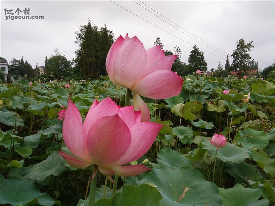 湖北省荆州市监利县白螺镇工农村图片