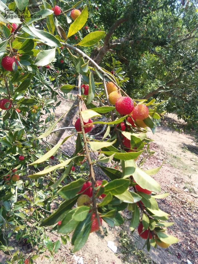 贵州省毕节市七星关区野角乡白龙村图片