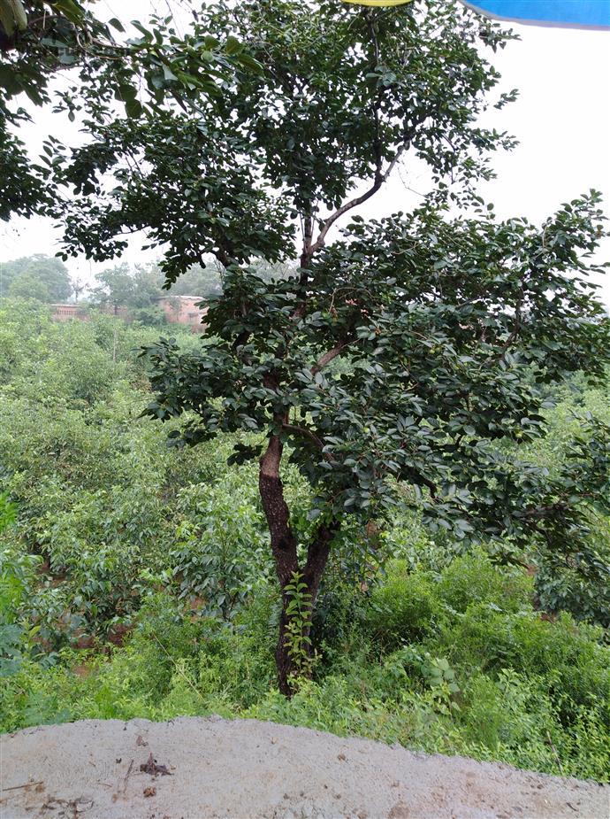 河北省石家庄市元氏县黑水河乡北庄村图片