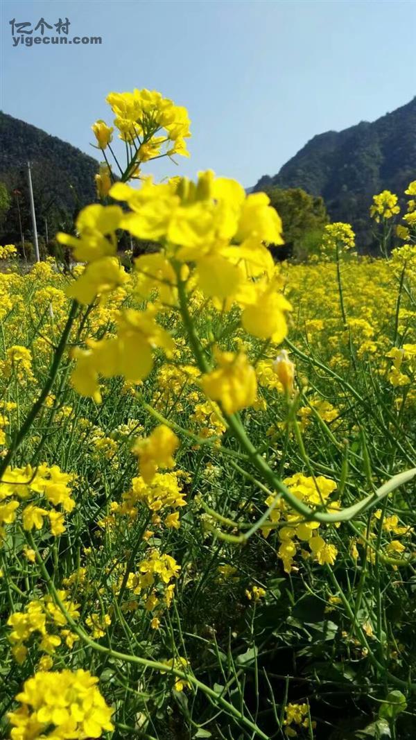 江西省九江市修水縣廟嶺鄉小山口村圖片