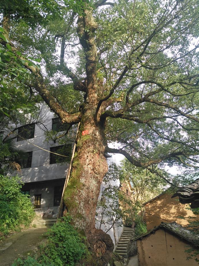 浙江省丽水市缙云县大源镇夏弄村图片