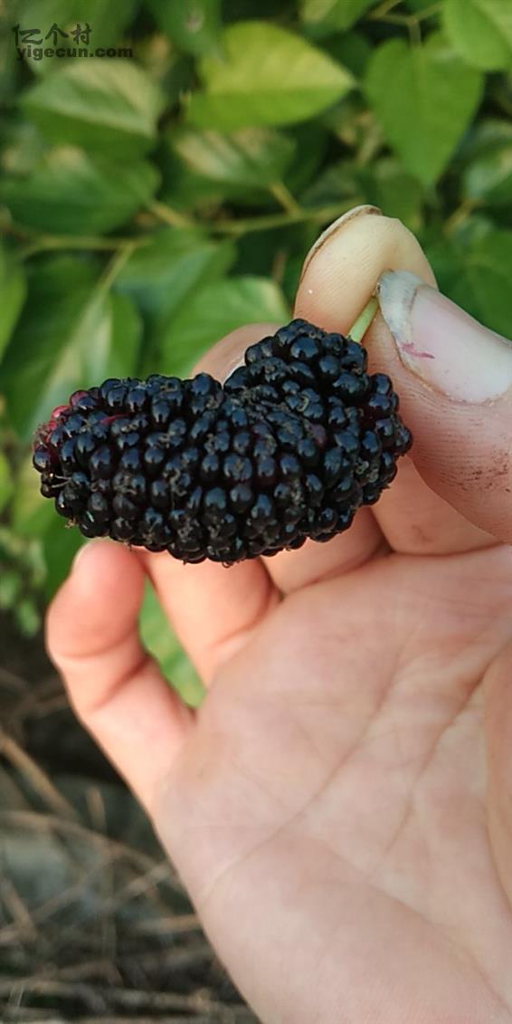 四川省内江市东兴区椑南乡游家坝村图片