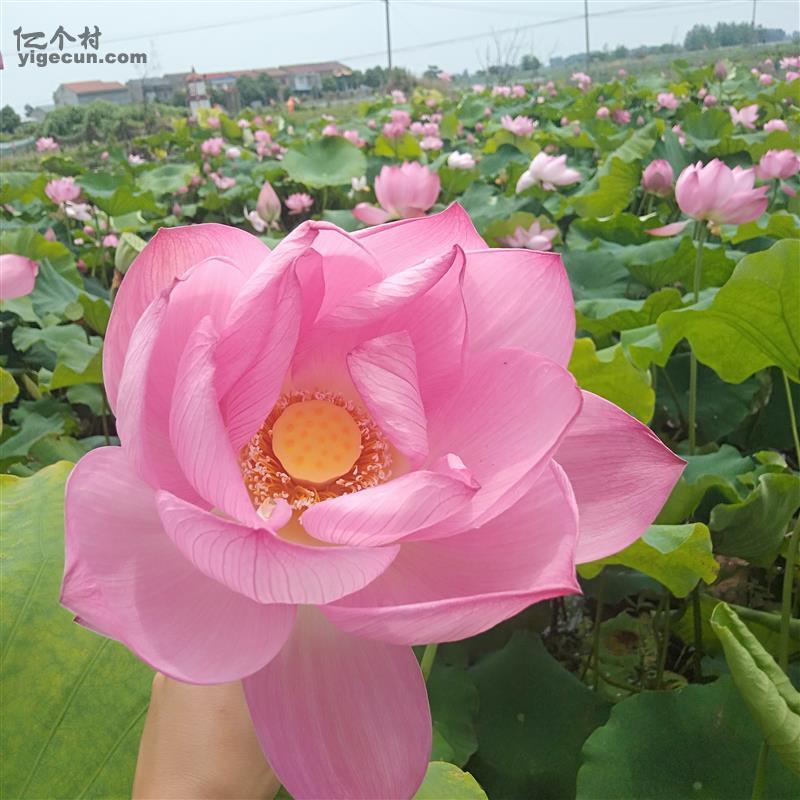 湖北省荆州市监利县棋盘乡龙湾村图片