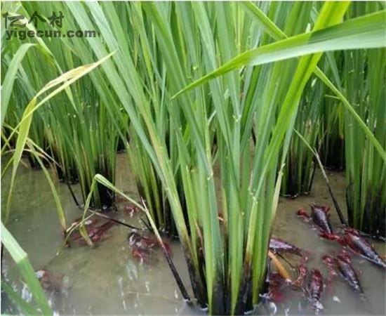 湖北省荆州市监利县棋盘乡龙湾村图片