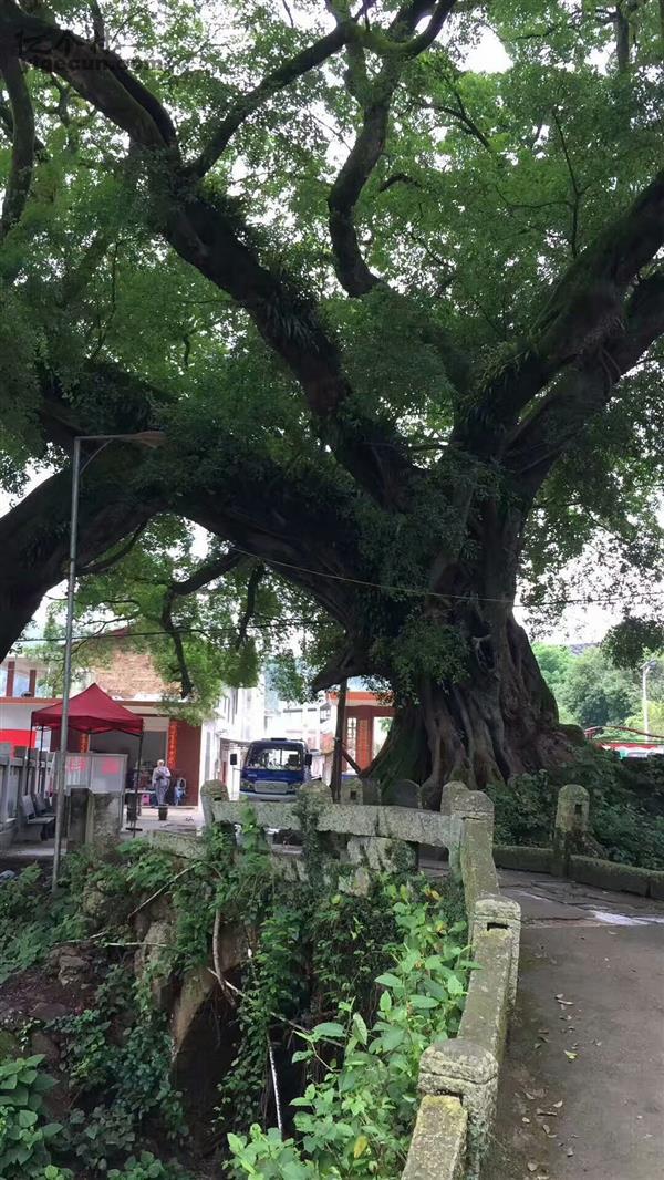 福建省龙岩市上杭县太拔乡张芬村图片