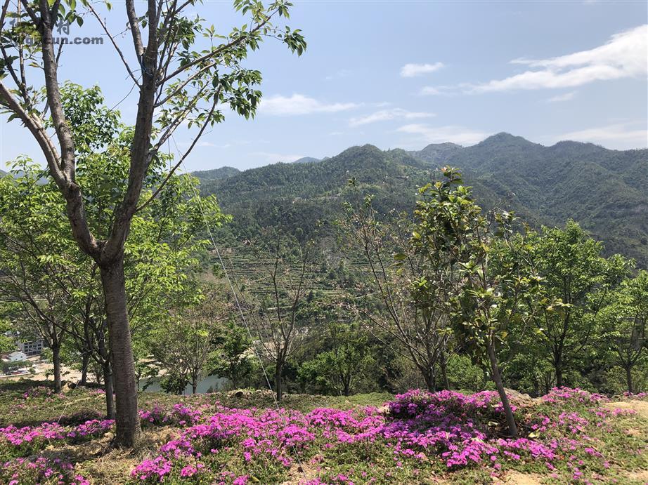 滕州市滨湖镇岗头村图片