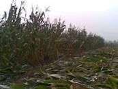 西吴坝村 村东北角十三亩地的玉米地
