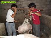 坝固村 我与摆茶村马场寨的蒙仕勇在称猪，后来每天长了4斤，他得了第二名。