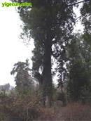 枫田村 家门口的老柏树